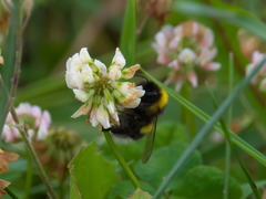 Bombus lucorum