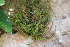 Asplenium trichomanes