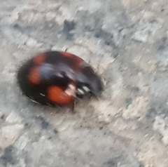 Exochomus quadripustulatus