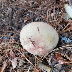 Boletaceae