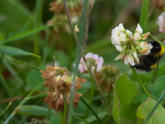 Bombus lucorum