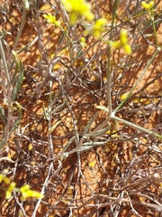 Eriogonum leptocladon