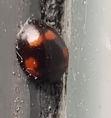 Exochomus quadripustulatus