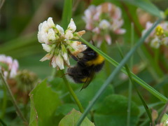 Bombus lucorum