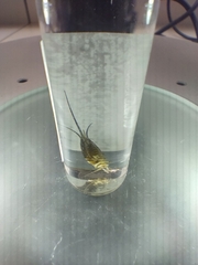 Petrobius brevistylis