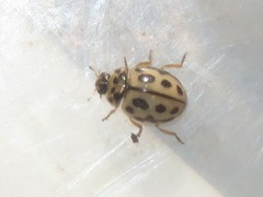 Tytthaspis sedecimpunctata