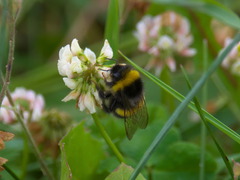 Bombus lucorum