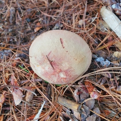Boletaceae