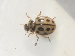 Tytthaspis sedecimpunctata