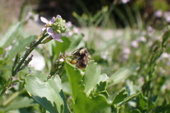 Bombus