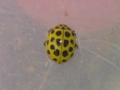 Psyllobora vigintiduopunctata