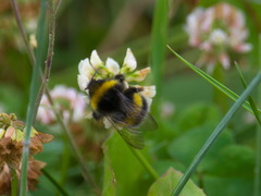 Bombus lucorum