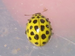 Psyllobora vigintiduopunctata