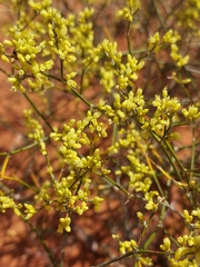 Eriogonum leptocladon