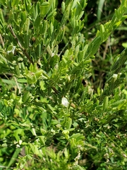 Lespedeza cuneata