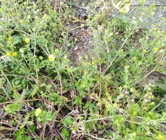 Potentilla argentea