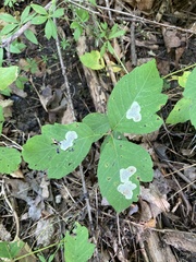 Cameraria guttifinitella