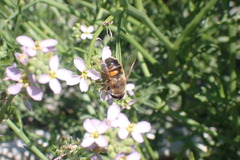 Eristalis tenax