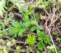 Potentilla argentea
