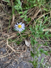 Aster indicus
