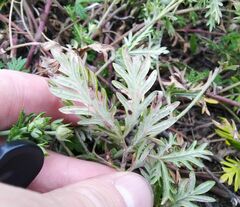 Potentilla argentea