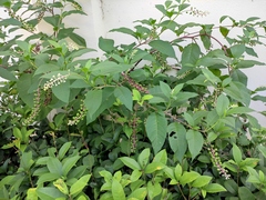 Phytolacca americana