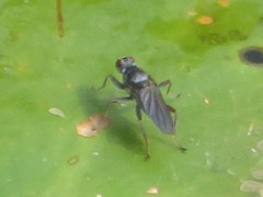 Hydromyza livens