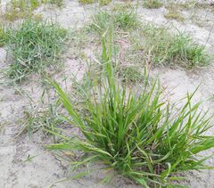 Poaceae