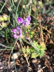 Erodium cicutarium