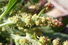Atriplex patula