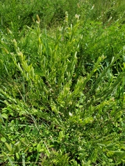 Lespedeza cuneata