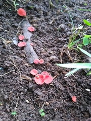 Sarcoscypha occidentalis