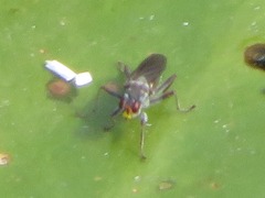 Hydromyza livens