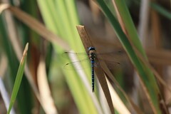 Aeshna mixta