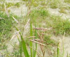 Poaceae