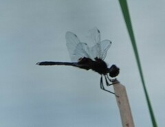 Macrodiplax balteata