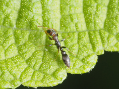 Pseudomyrmex cubaensis