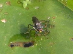 Hydromyza livens