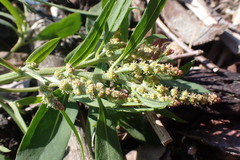 Atriplex patula
