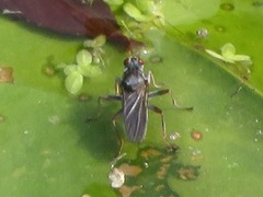 Hydromyza livens