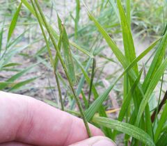 Poaceae