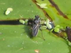Hydromyza livens