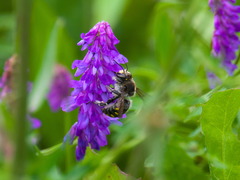 Anthidium septemspinosum