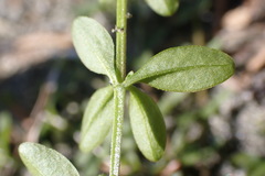 Galium trifidum