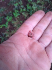 Sarcoscypha occidentalis