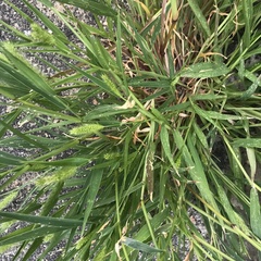 Setaria viridis