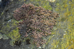 Corallina officinalis