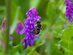 Anthidium septemspinosum