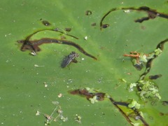 Hydromyza livens