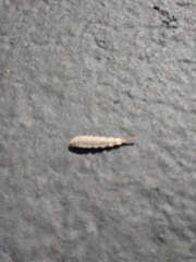 Insecta